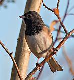 Dark-eyed Junco, Oregon form_20131